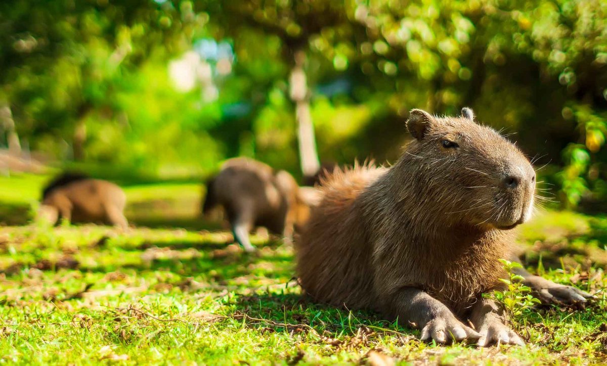 Водосвинка капибара