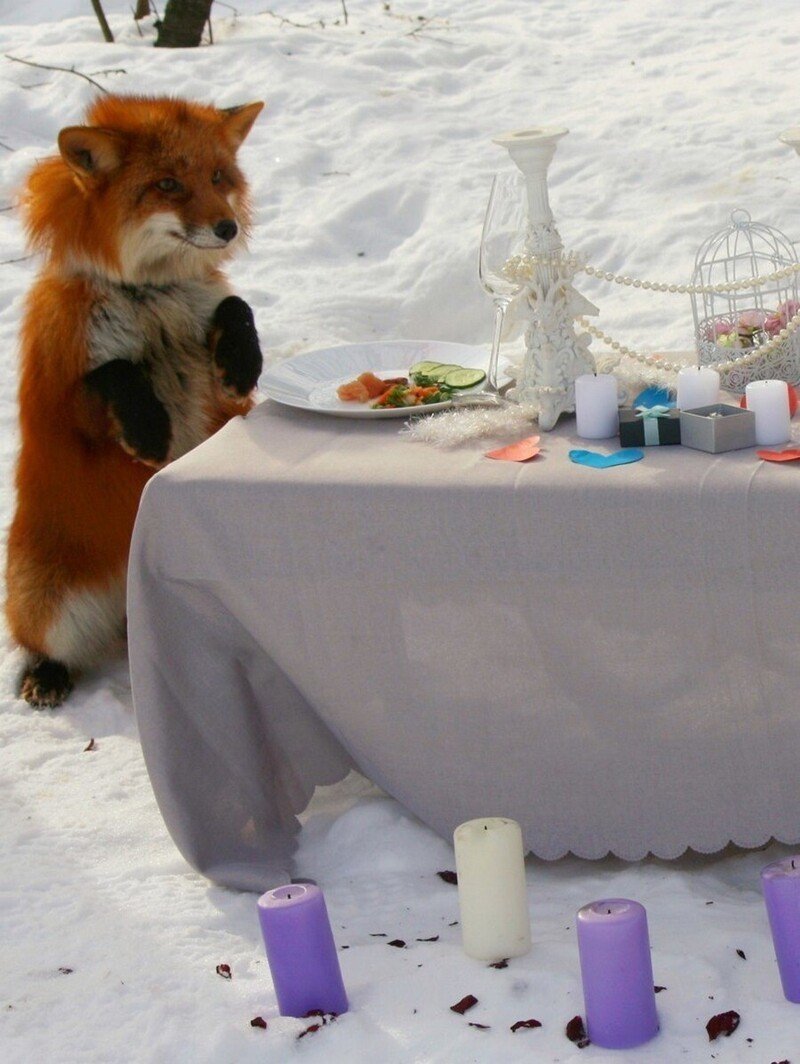 Лиса завтракает