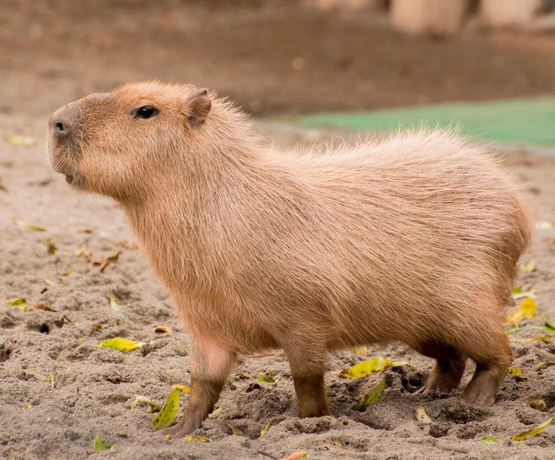 Грызун капибара