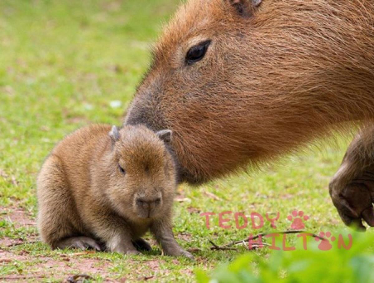 Первомайская капибара