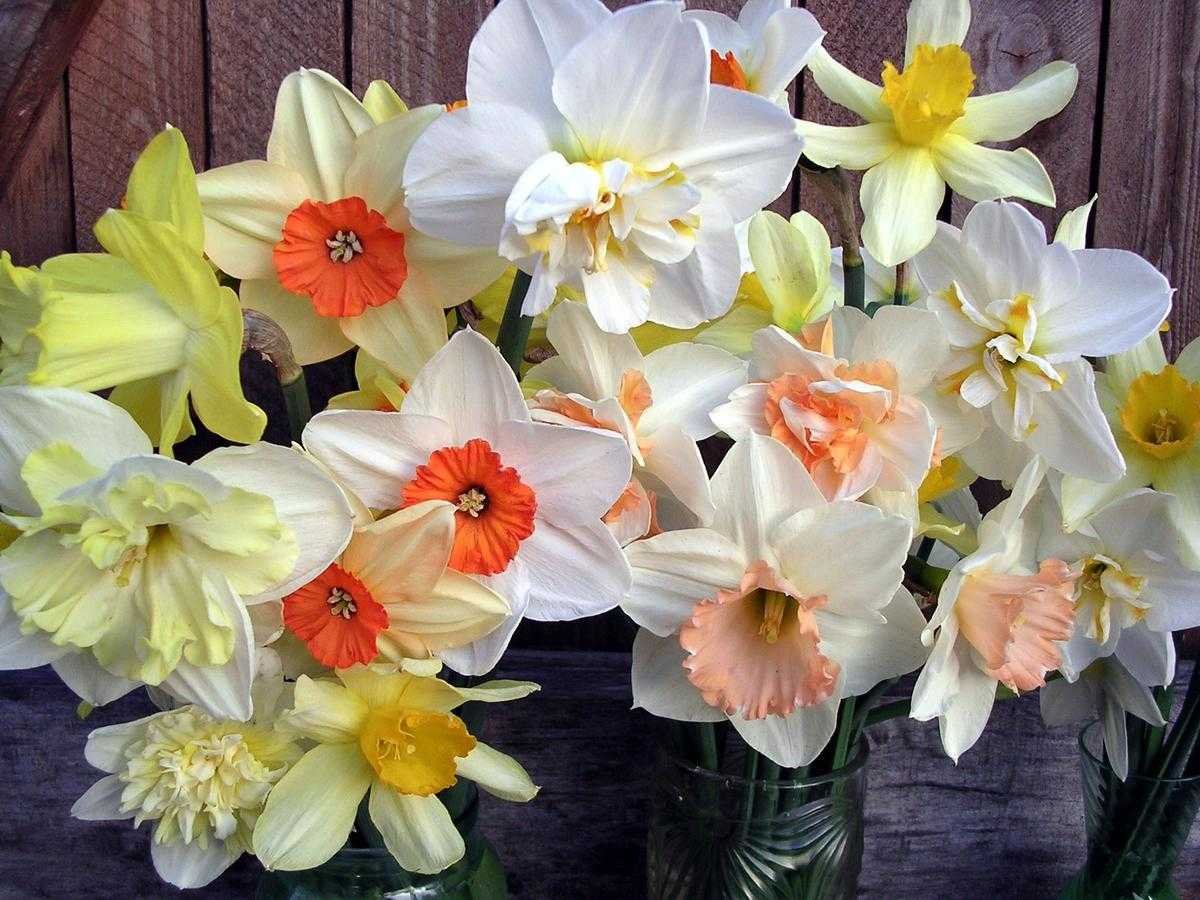 Нарцисс Прайд