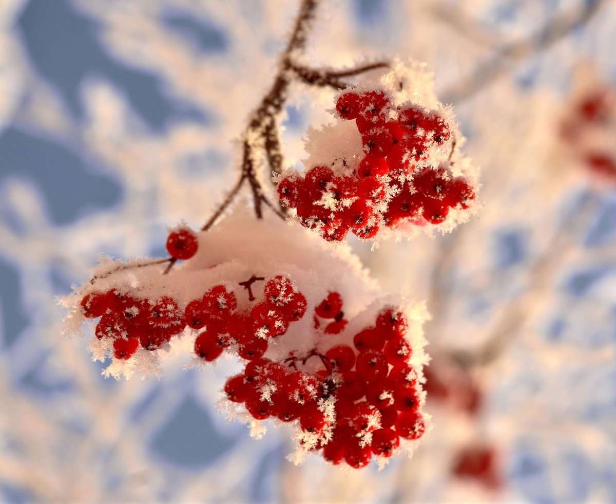 Рябина зимой