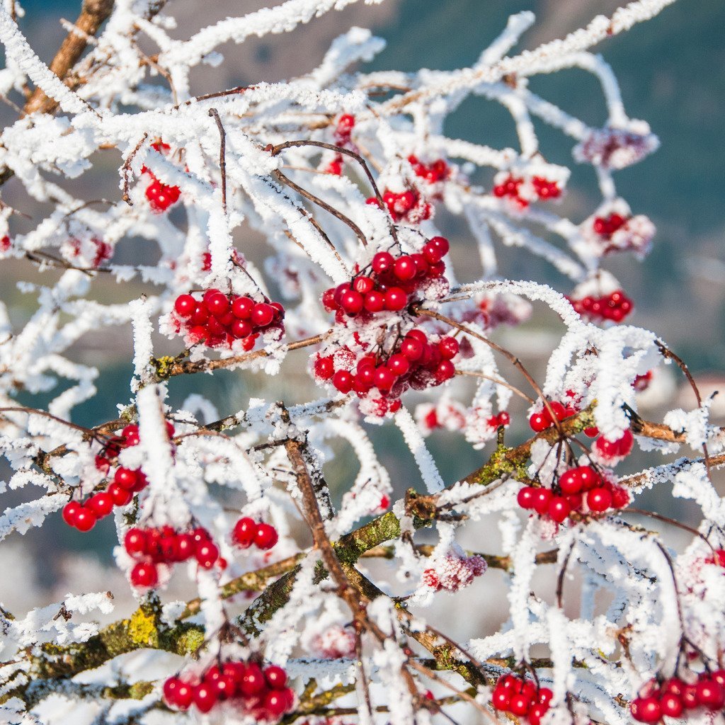 Ягоды рябины в снегу