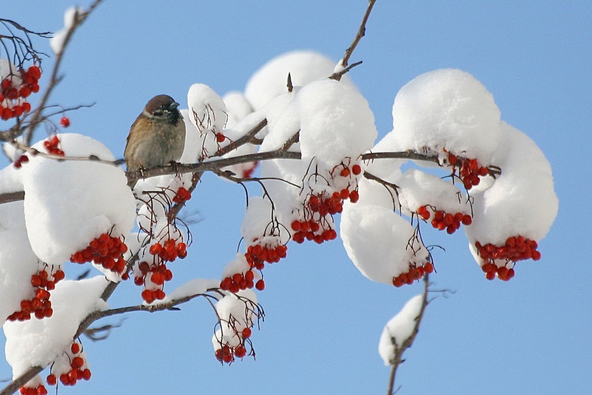 Зима рябина