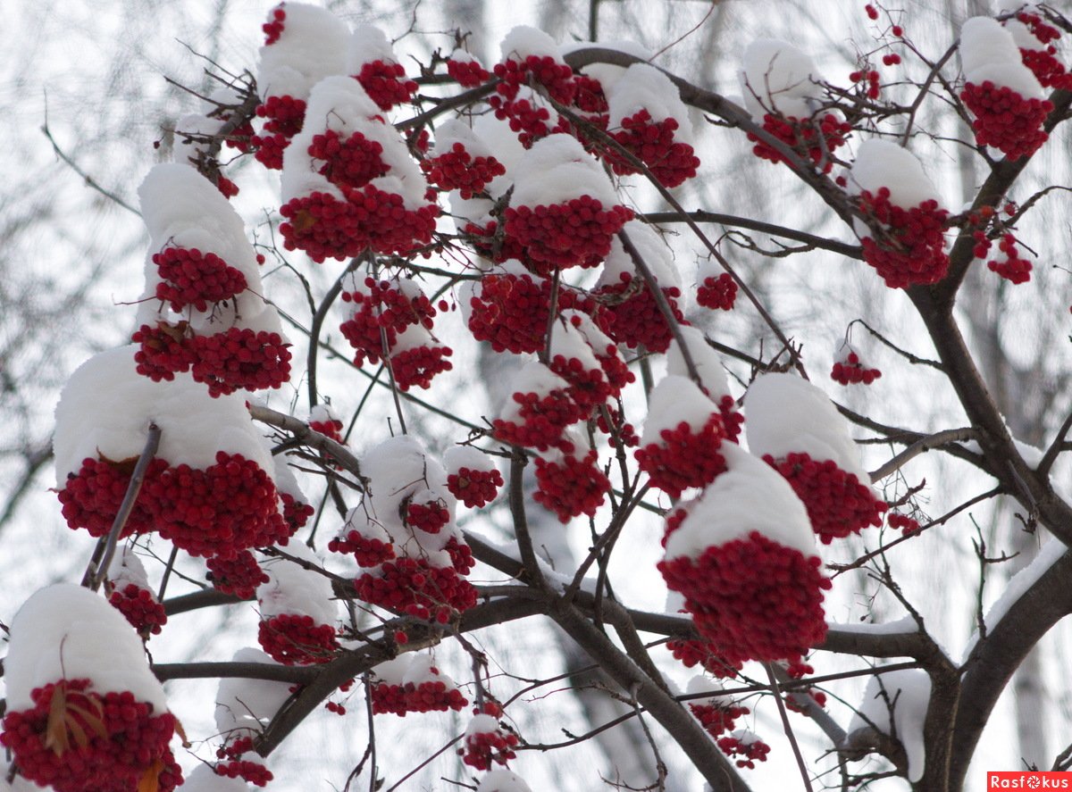 Ветка рябины зимой