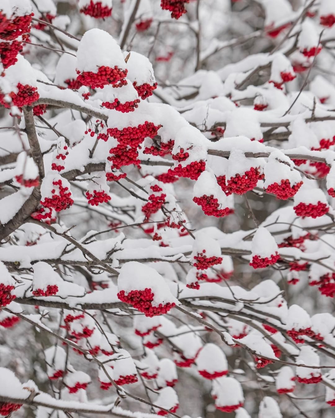 Зима рябина