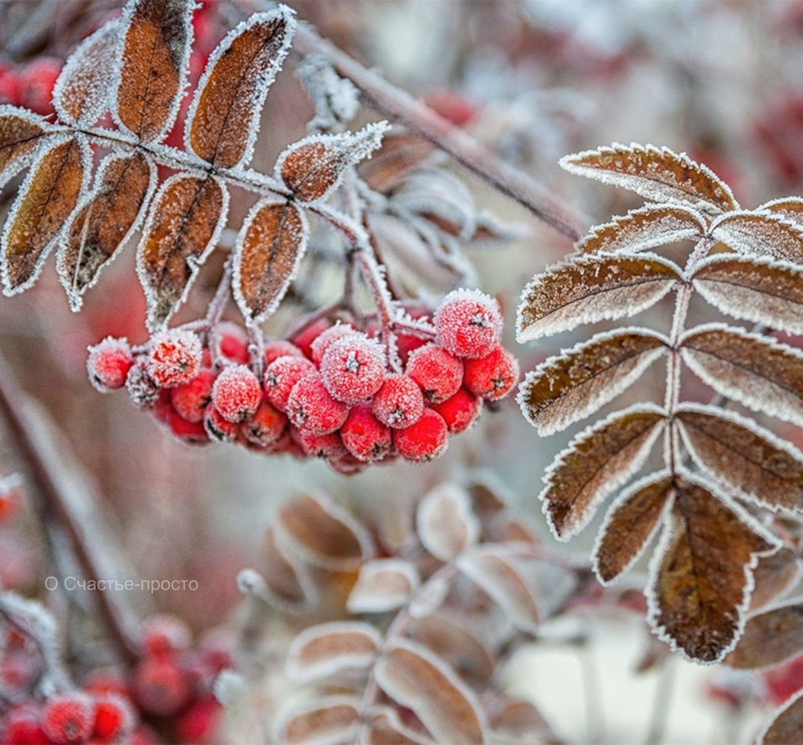 Рябина в инее