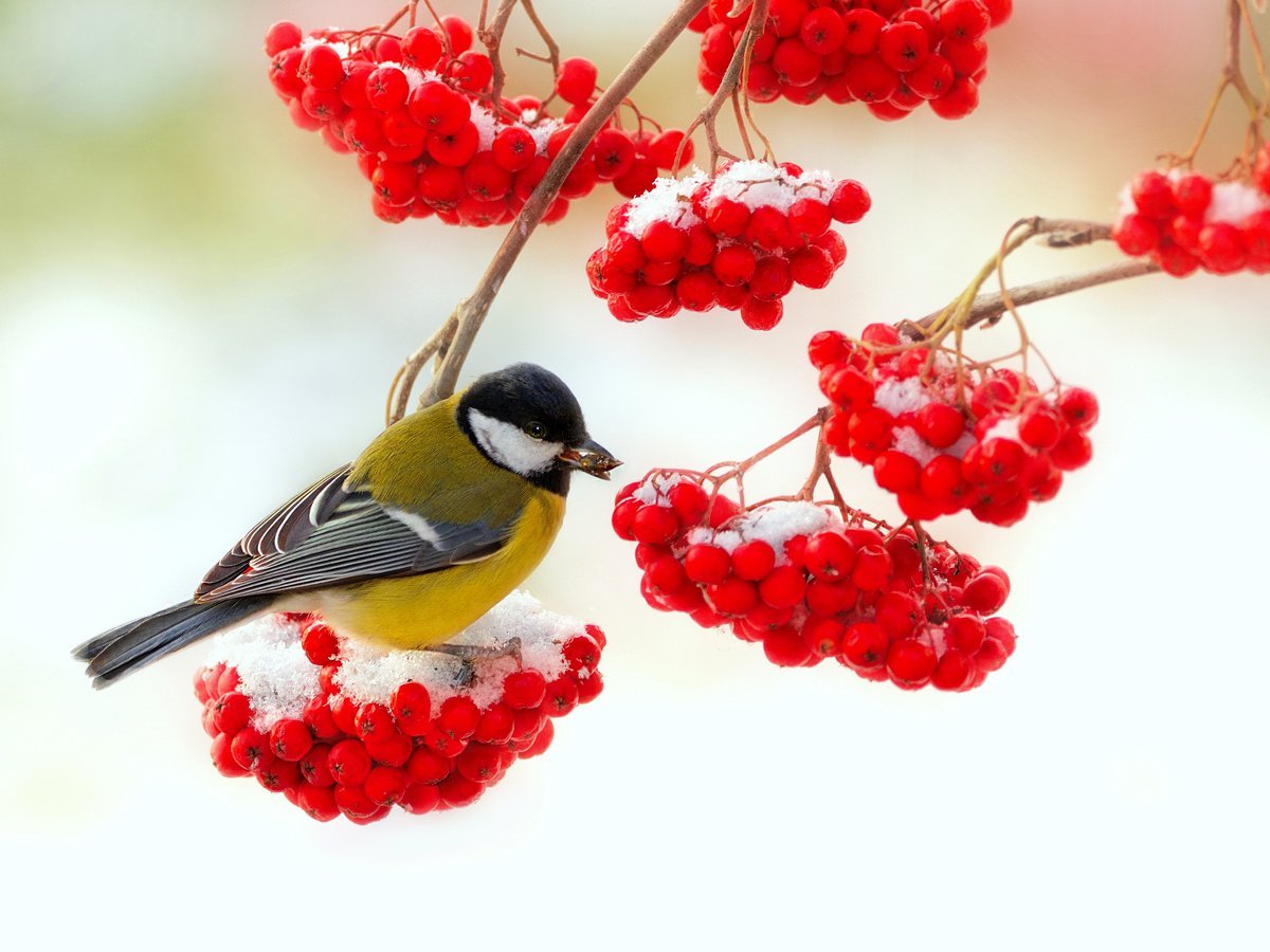 Синичка птица рябина