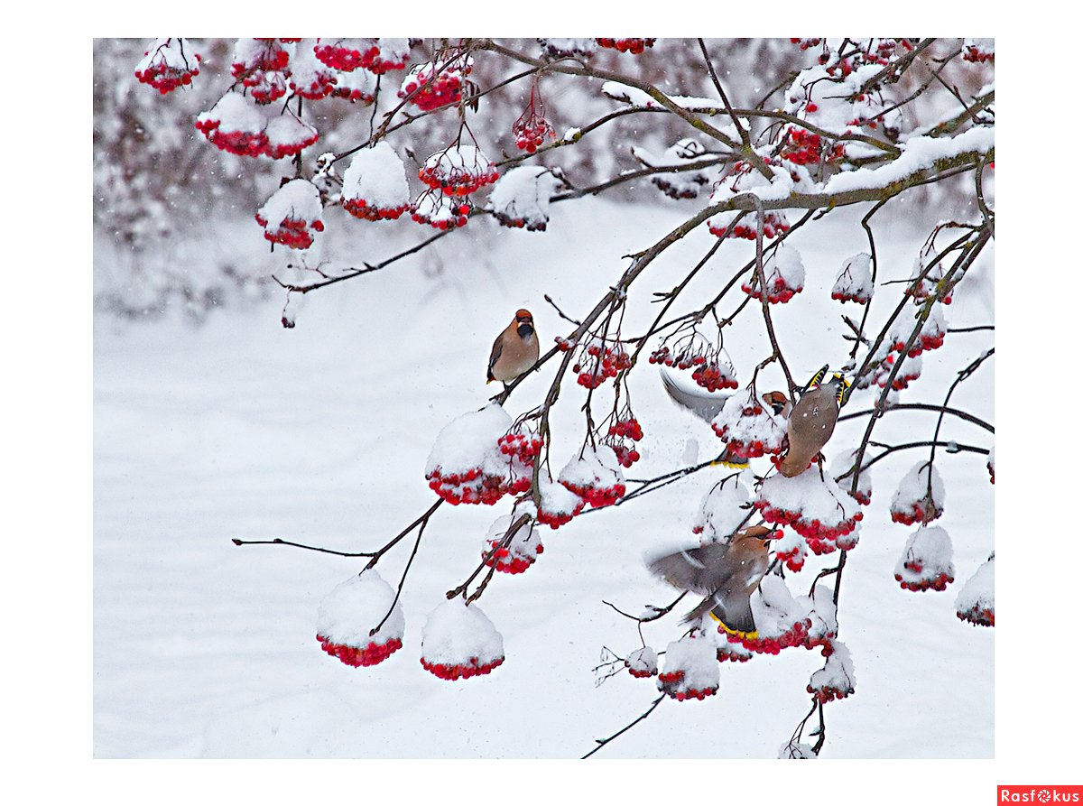Обои на рабочий стол зима рябина