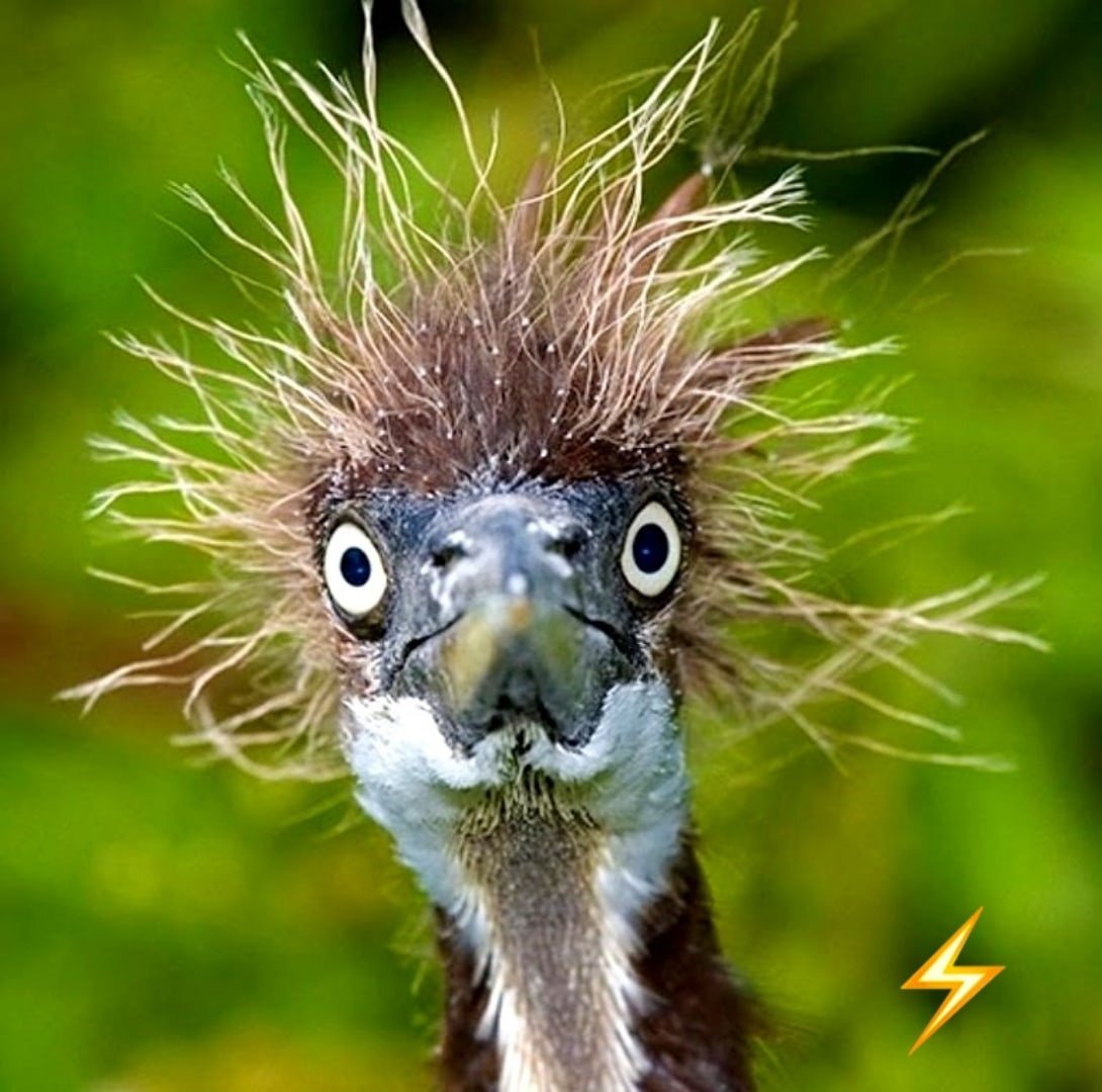 Жар-птица («Жар-птица и Василиса-Царевна»);