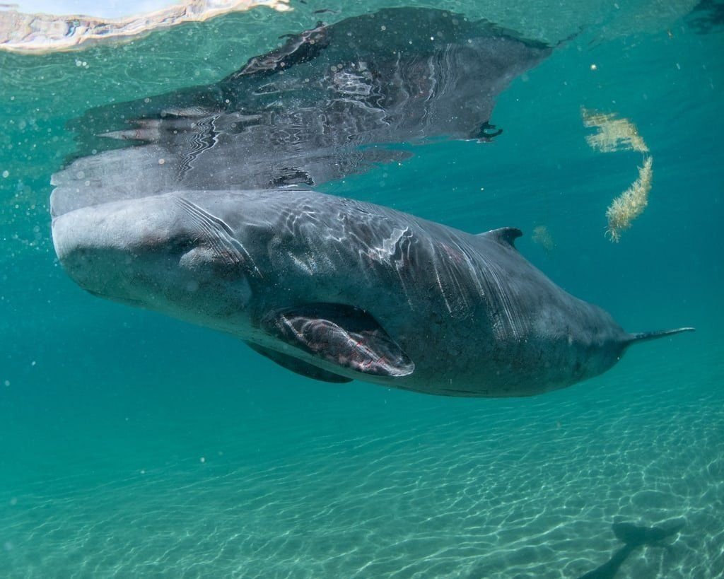 Кашалоты спят фото