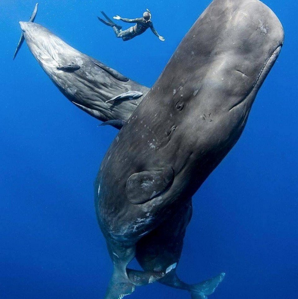 Кит Кашалот