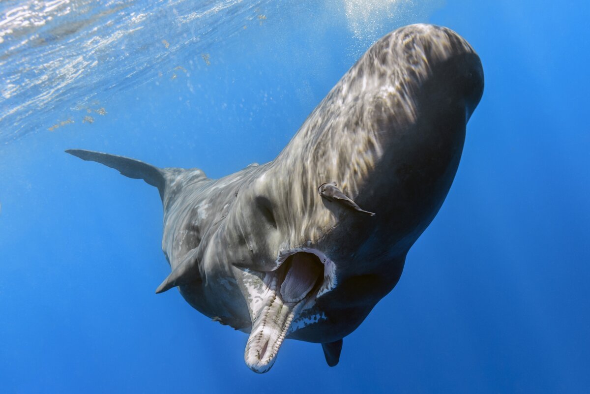 Легкие кашалота