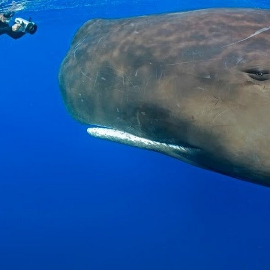 Белый Кашалот Моби Дик