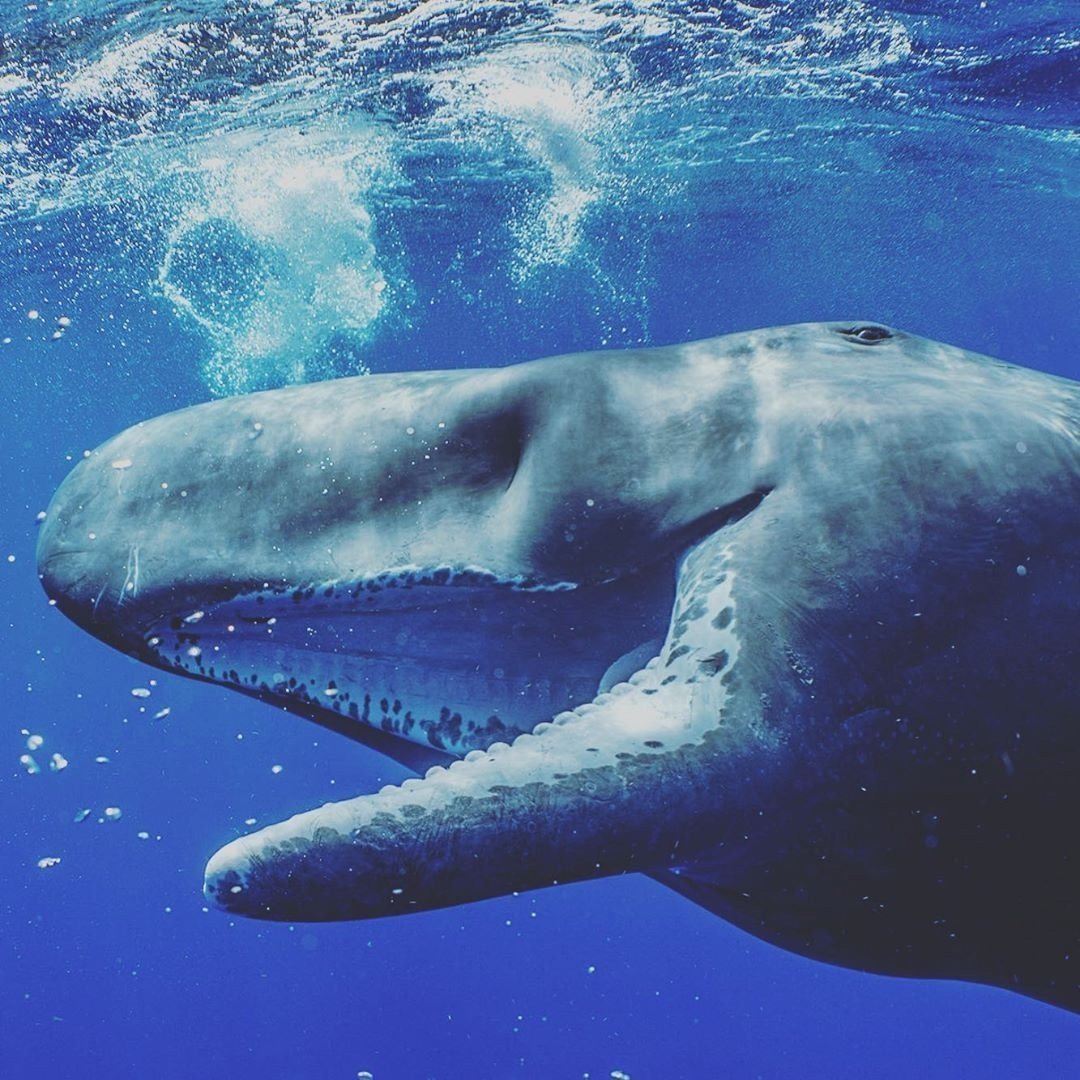 Кит Кашалот