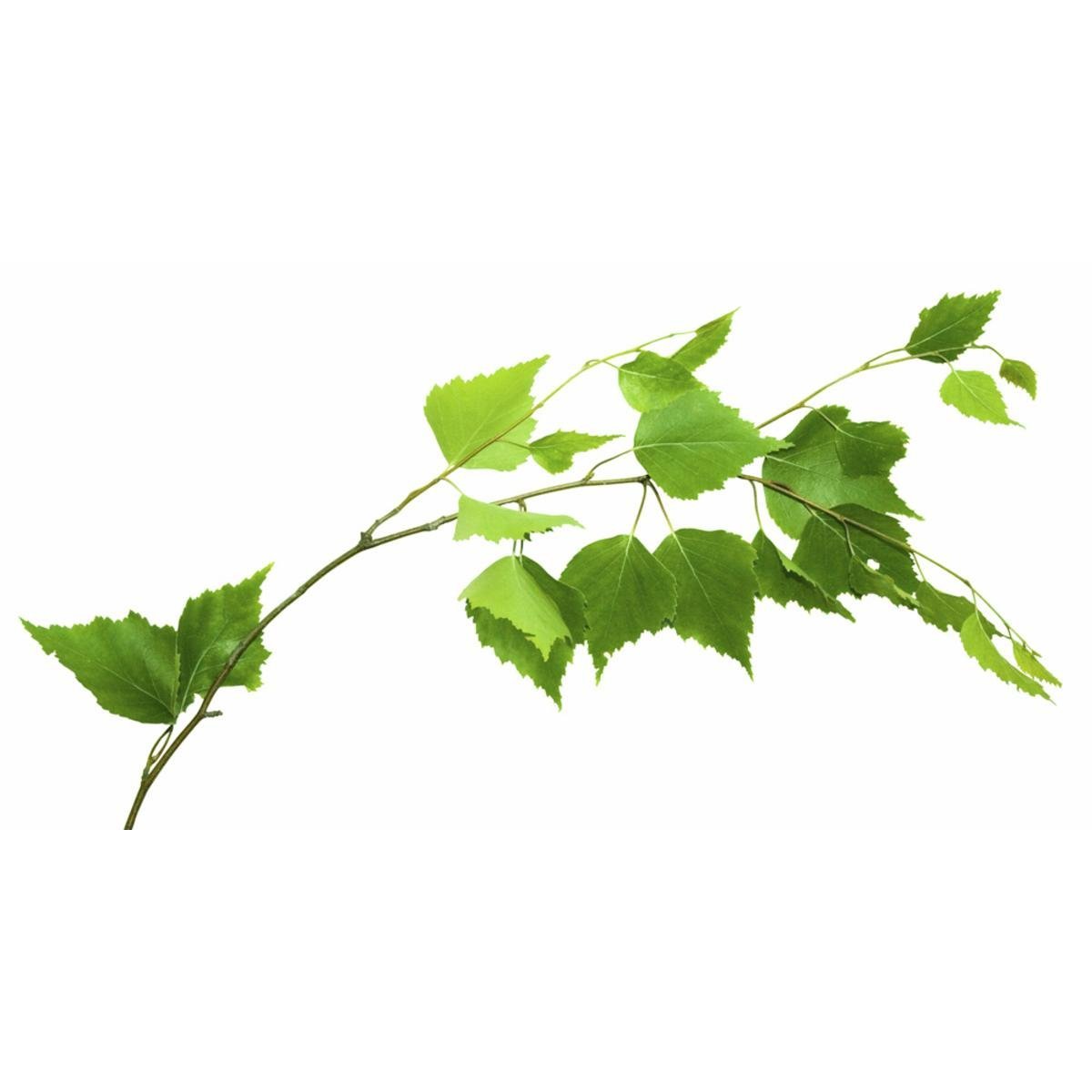 Березовая веточка