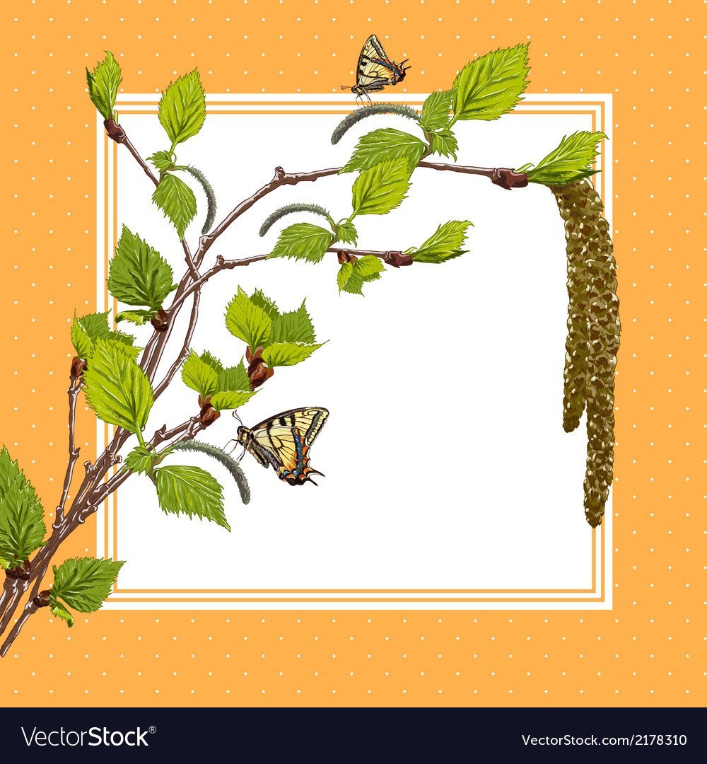 Березовые бруньки вектор