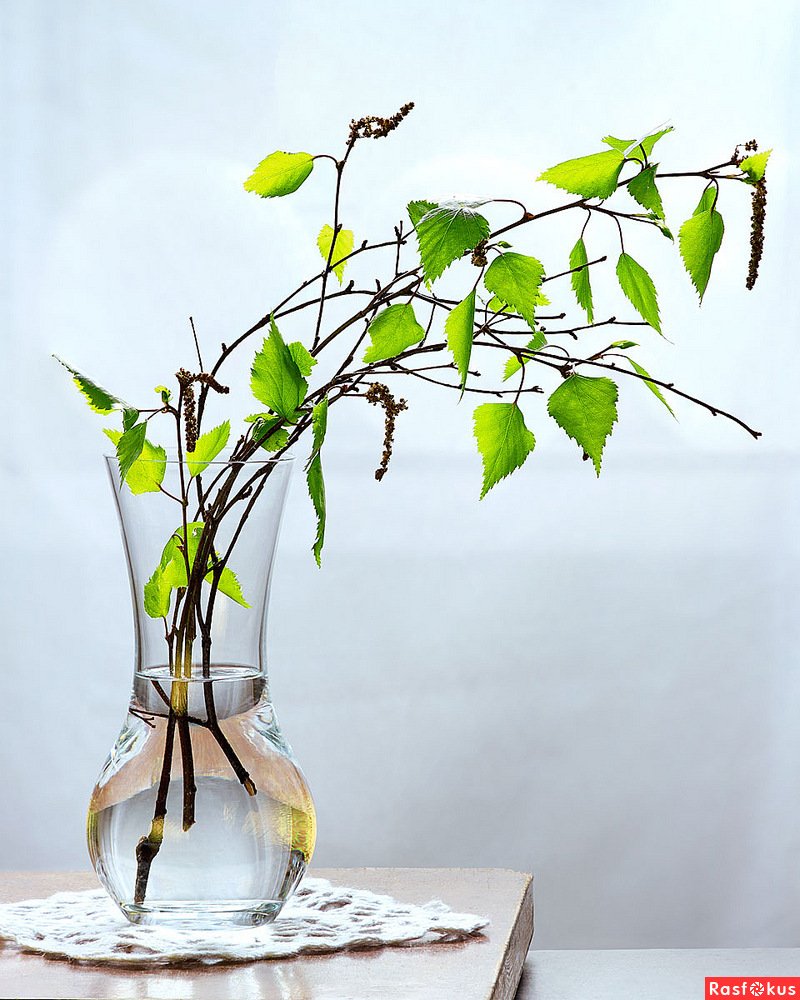 Веточки березы в вазе