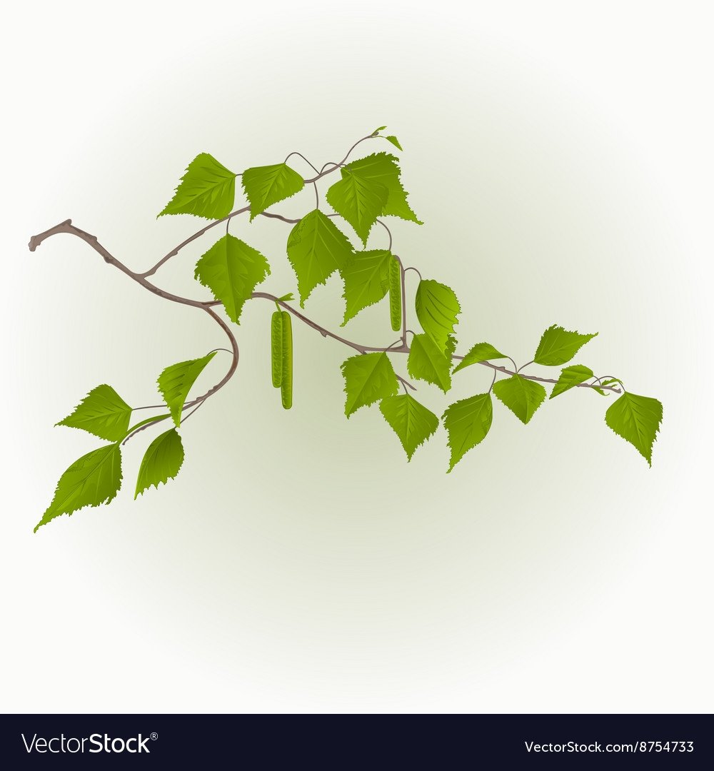 Ветки береза