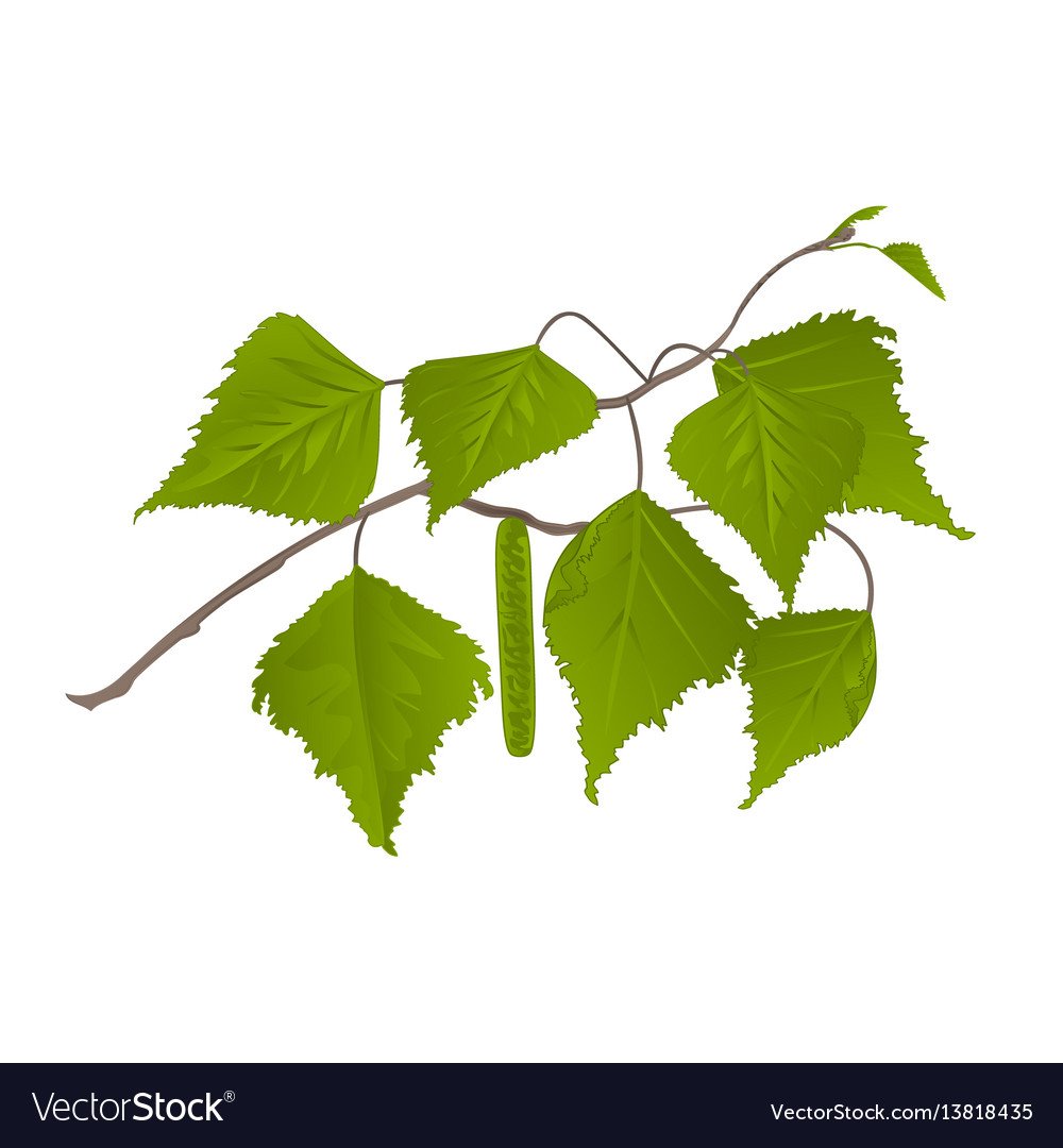 Эвкалипт белый