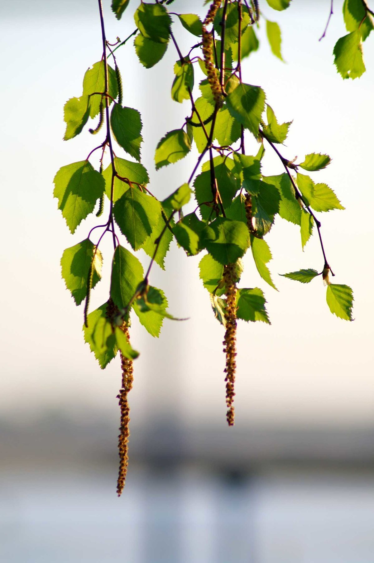 Веточка березы