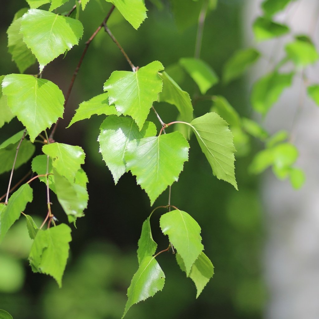 Веточка березы на белом фоне