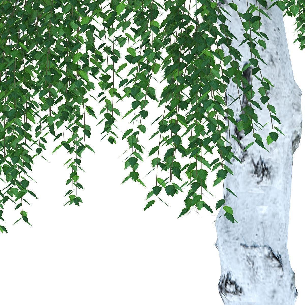 Береза на прозрачном фоне