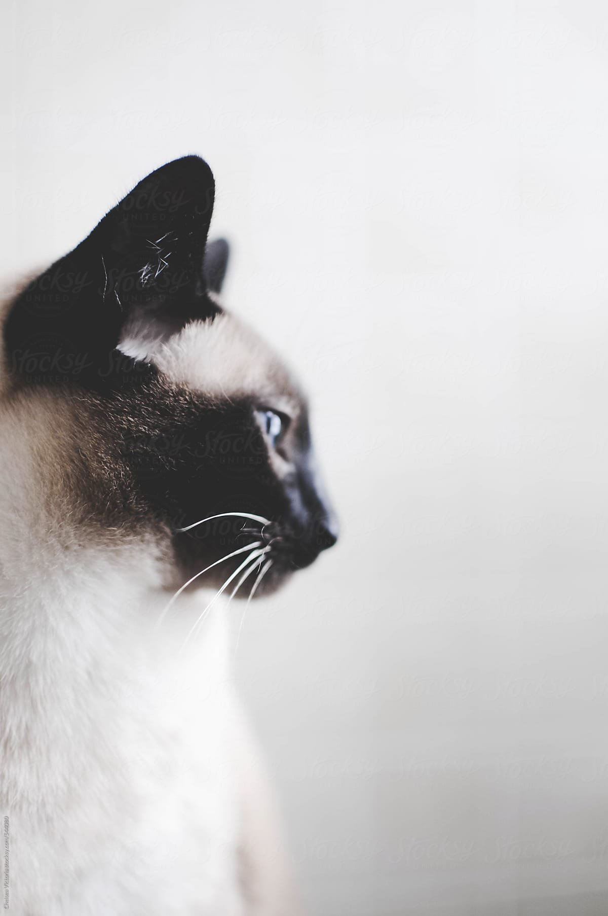 Сиамская кошка в профиль