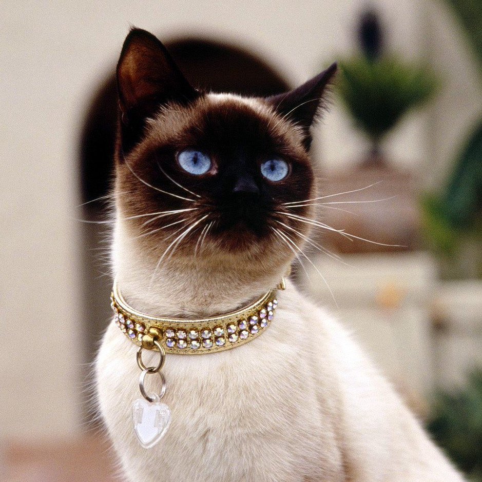 Сиамская кошка с ошейником