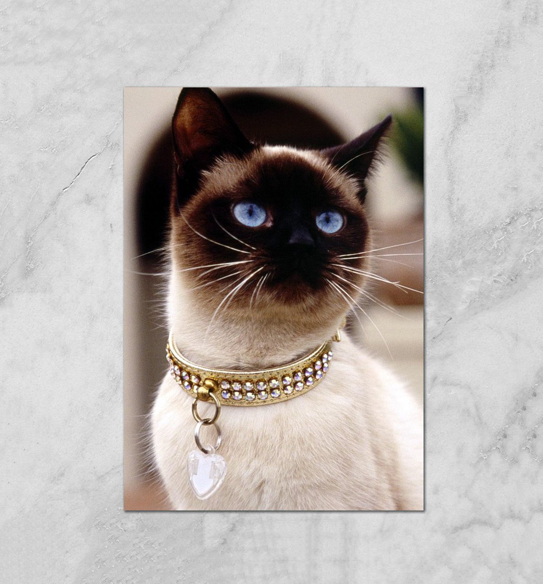 Кошка Сиамская Королева