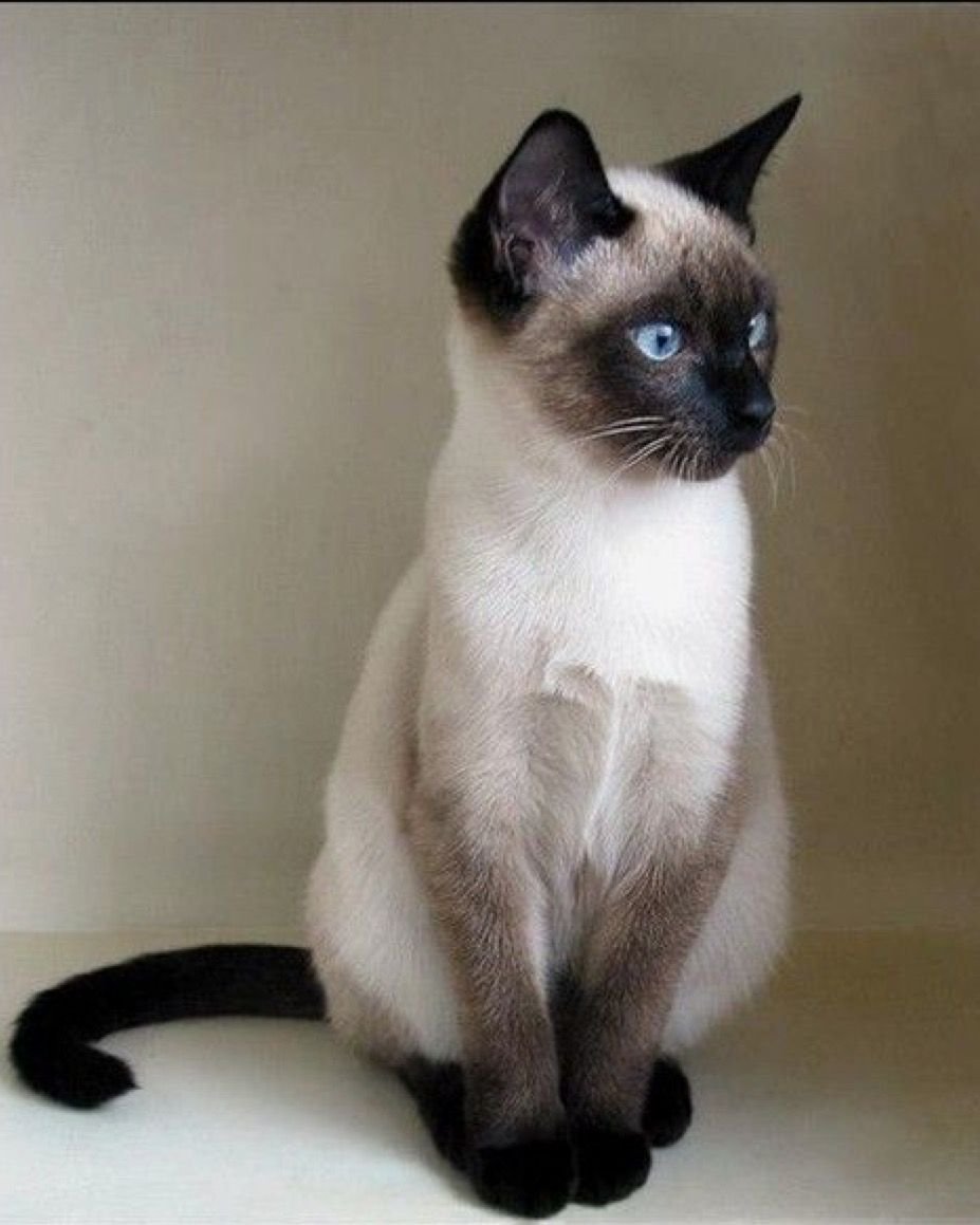 Сиамская порода кошек