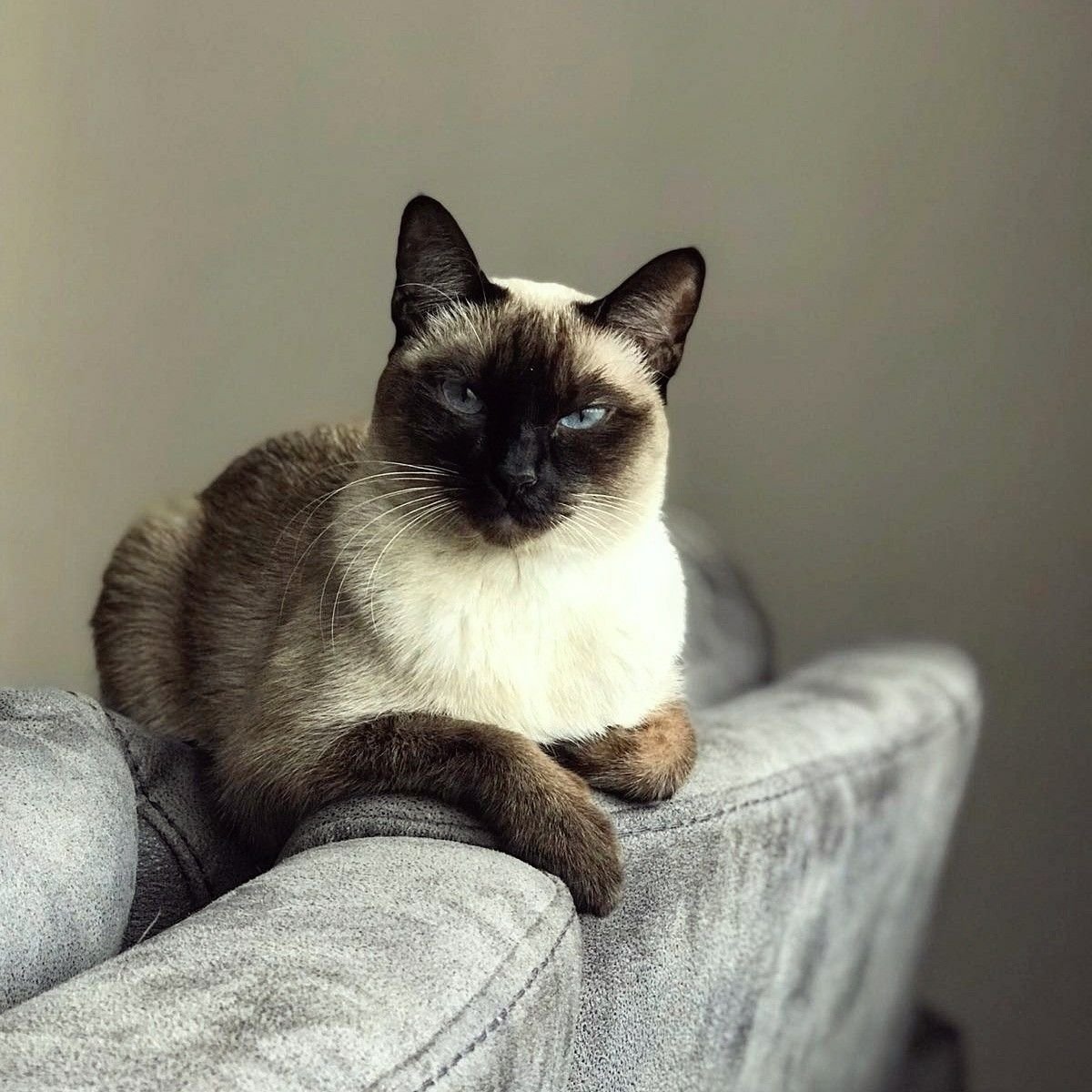 Манчкин кот сиамский