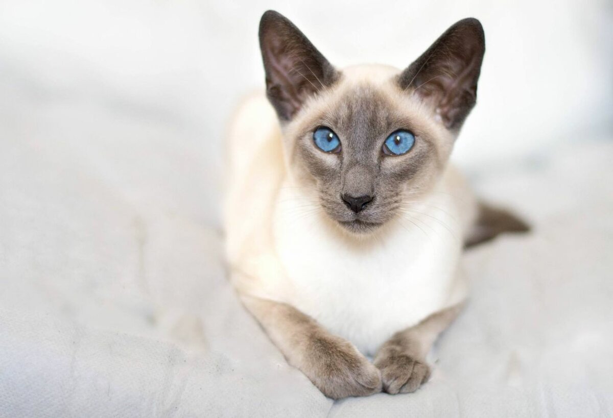 Кот сиамской породы