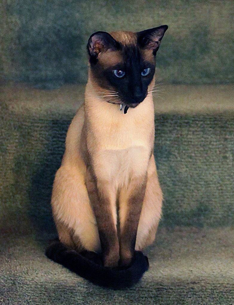 Сиамская порода кошек