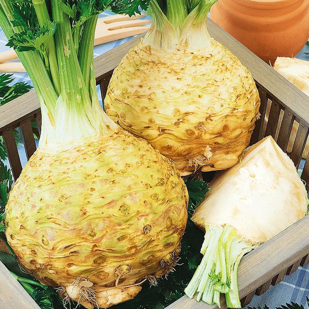 Сельдерей корневой гигант