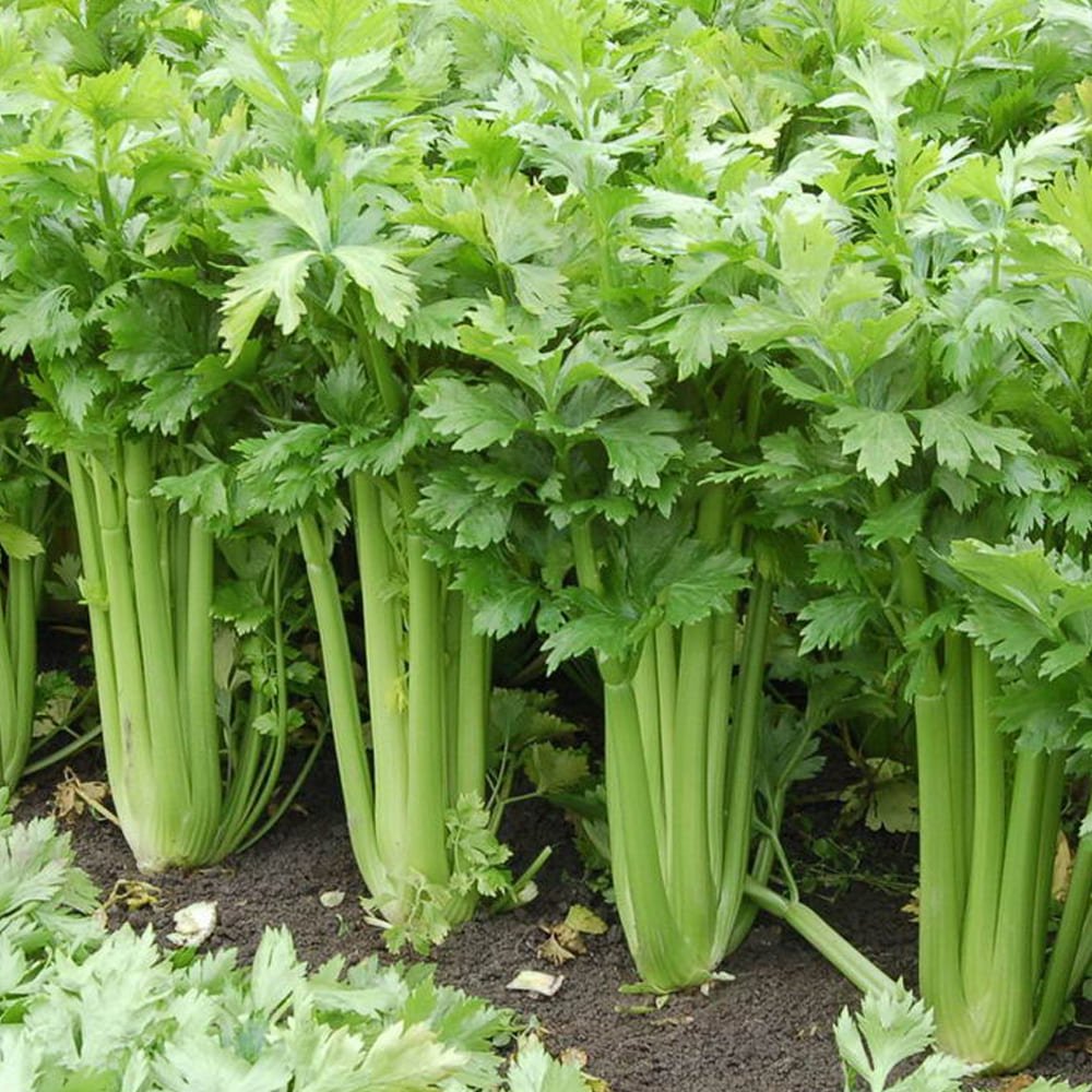 Срез стебля сельдерея