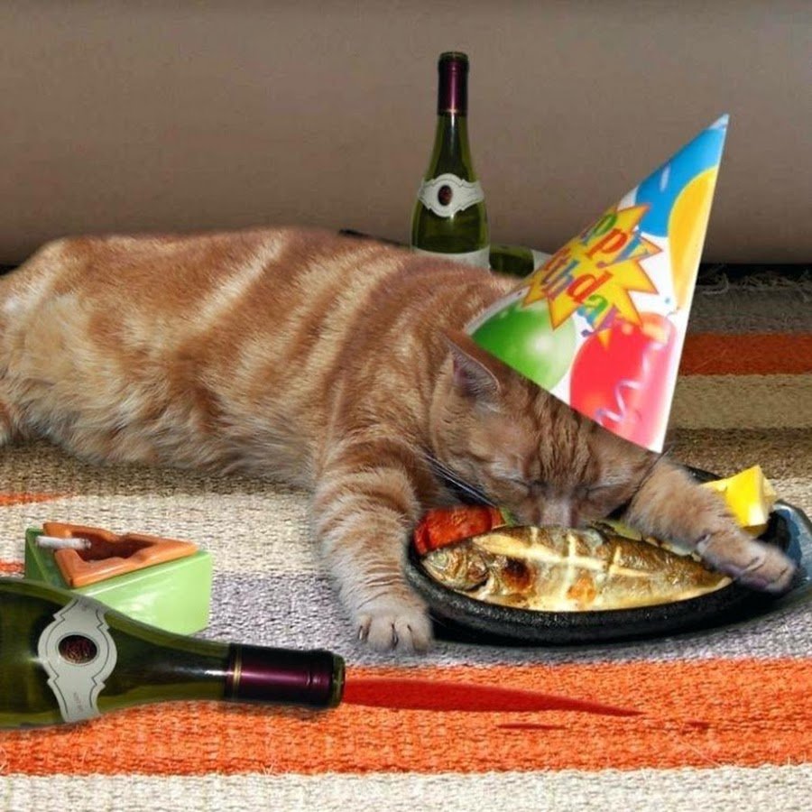 Праздничный кот