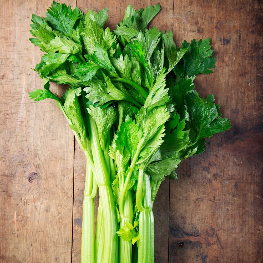 Сельдерей черешковый