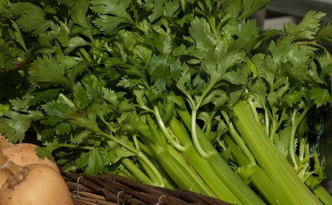 Сельдерей палочки