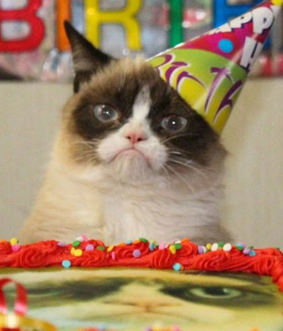 Недовольный кот на др