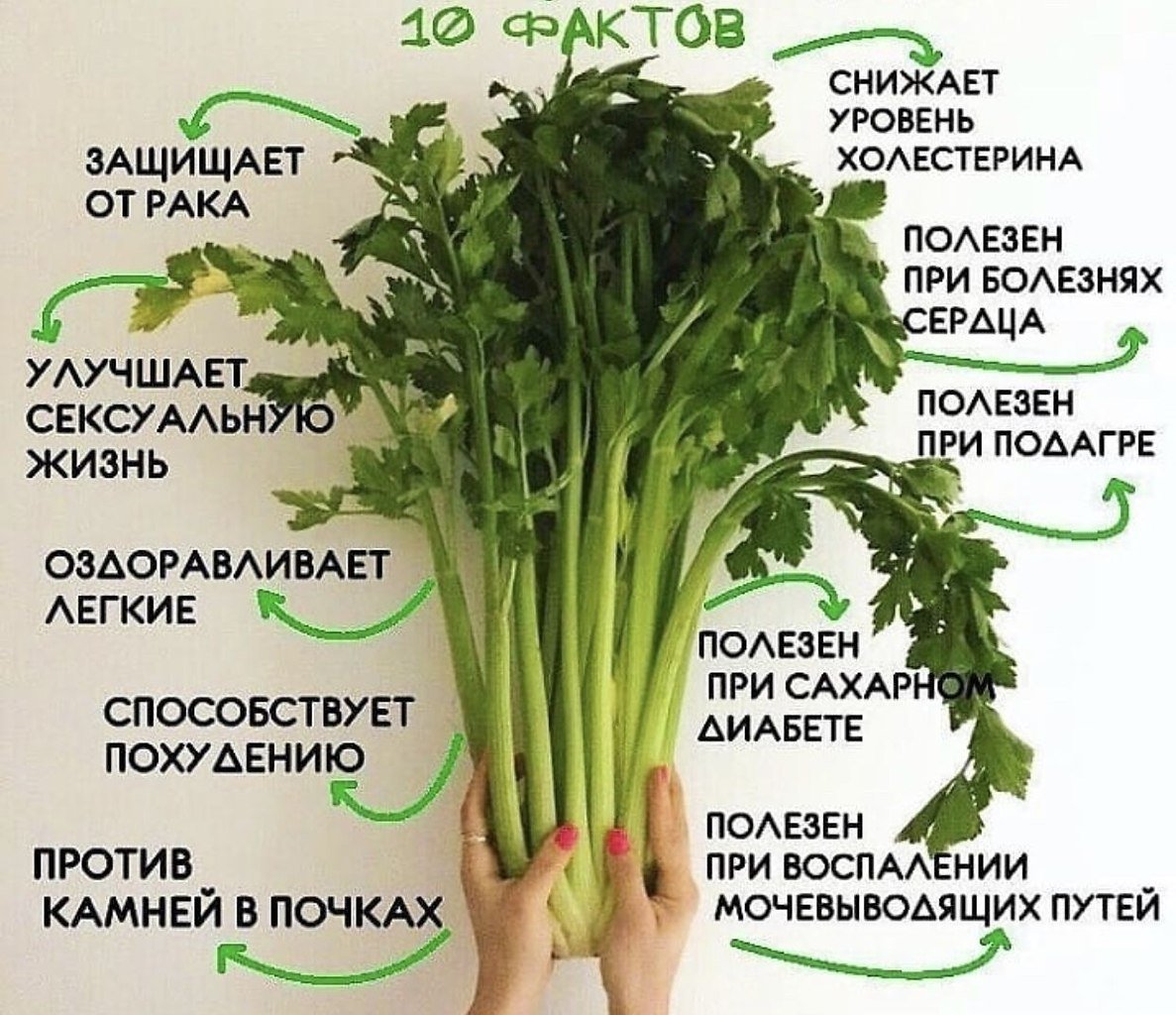 Чем полезен сельдерей