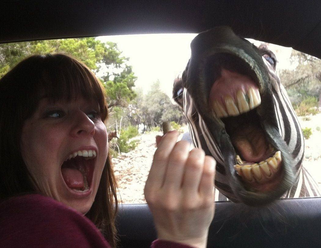 Убойные приколы картинки