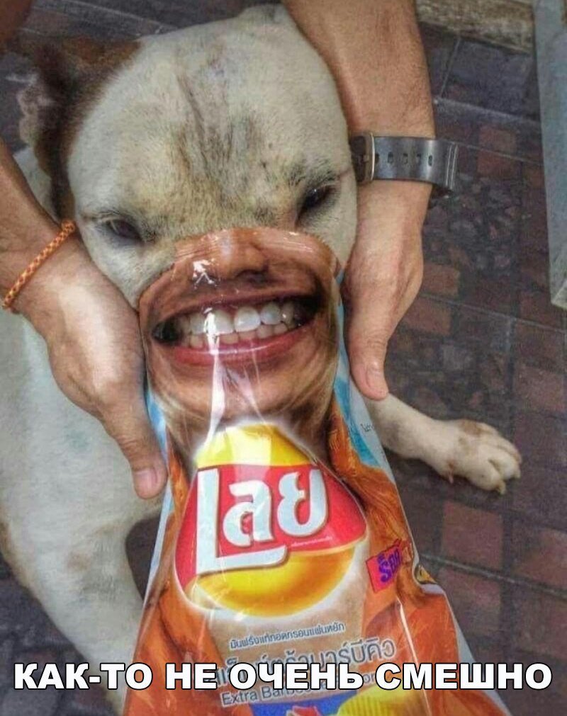 Смешной кот с пистолетом