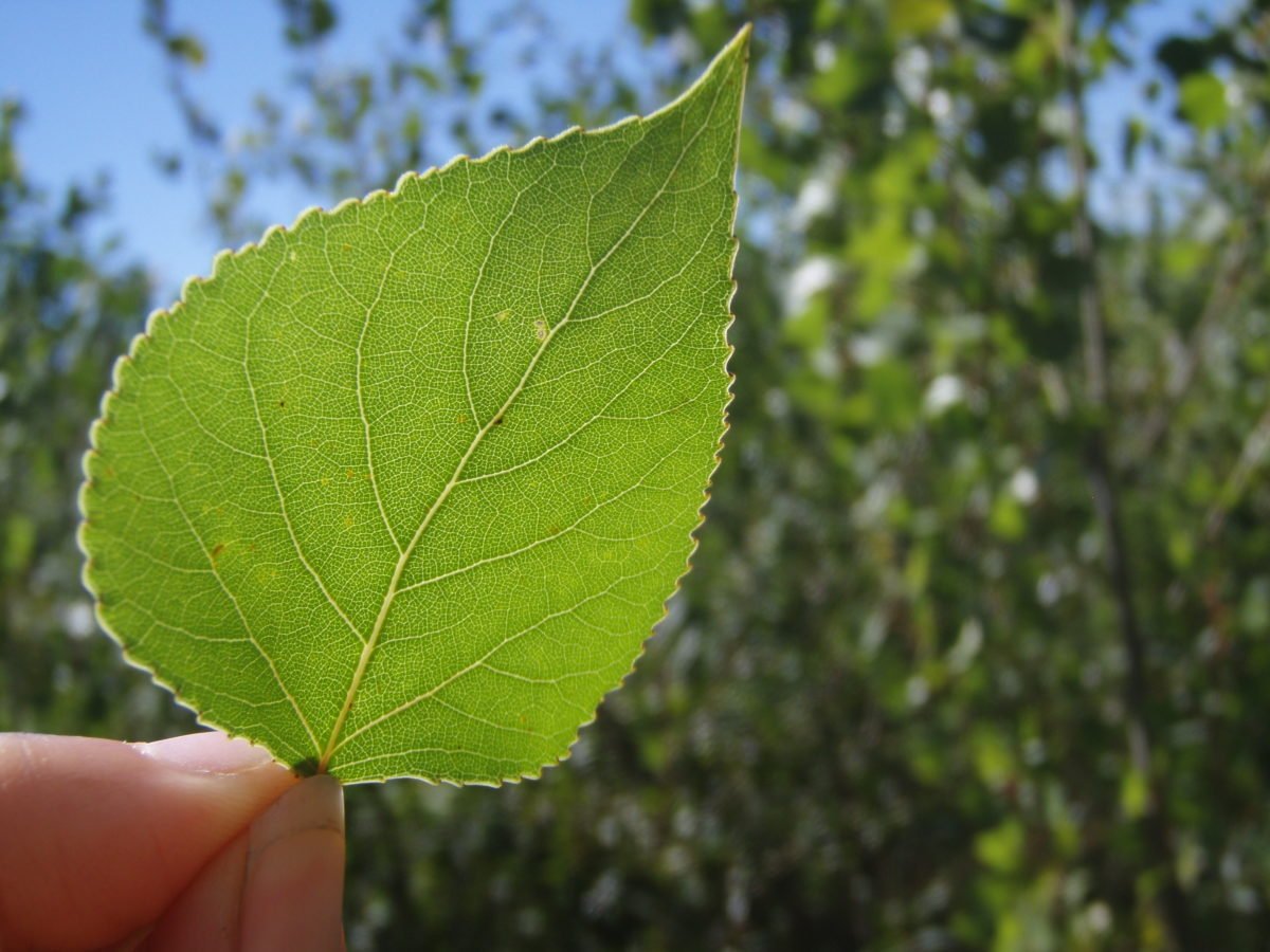 Листок тополя