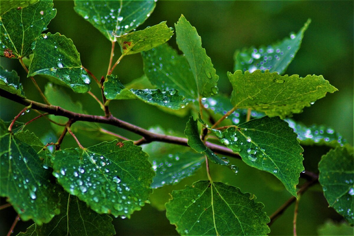 Зеленая осина