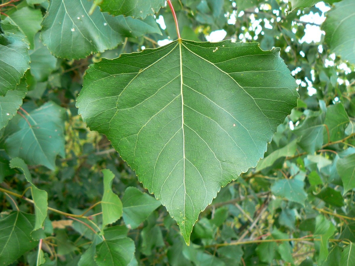 Populus nigra лист