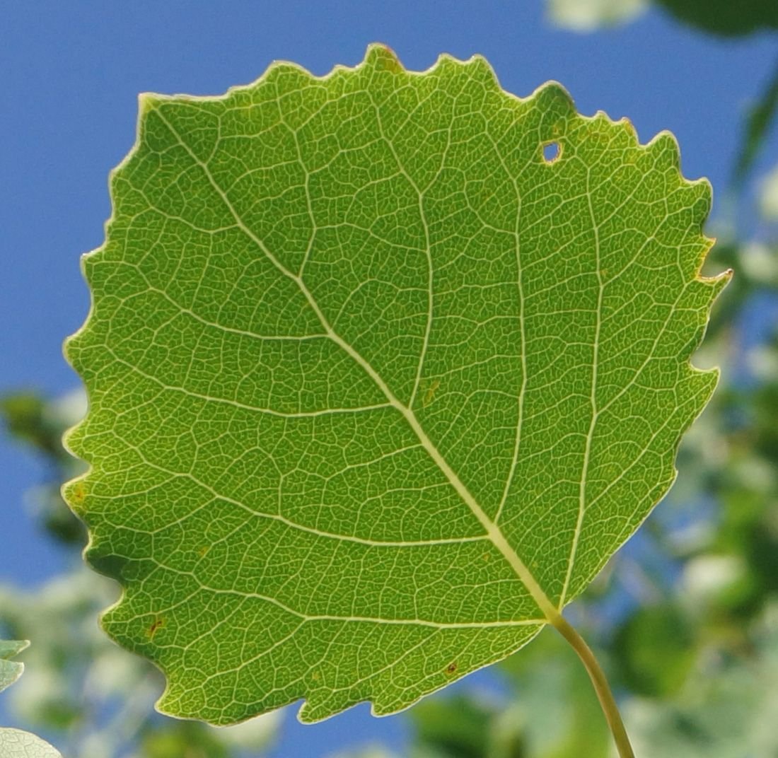 Тополь дрожащий (Populus tremula)