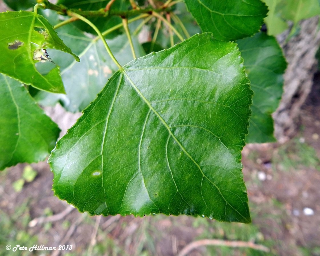 Populus nigra лист