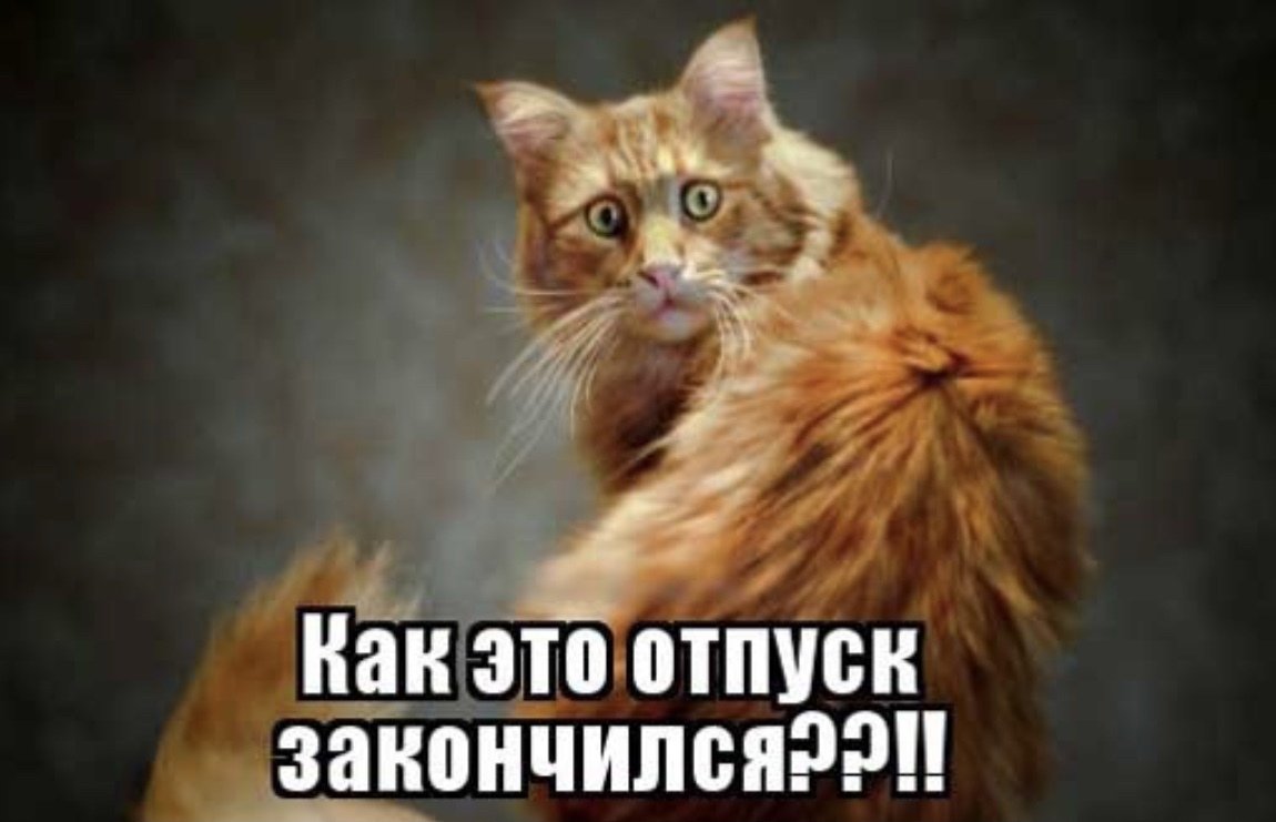 Отпуск закончился картинки прикольные