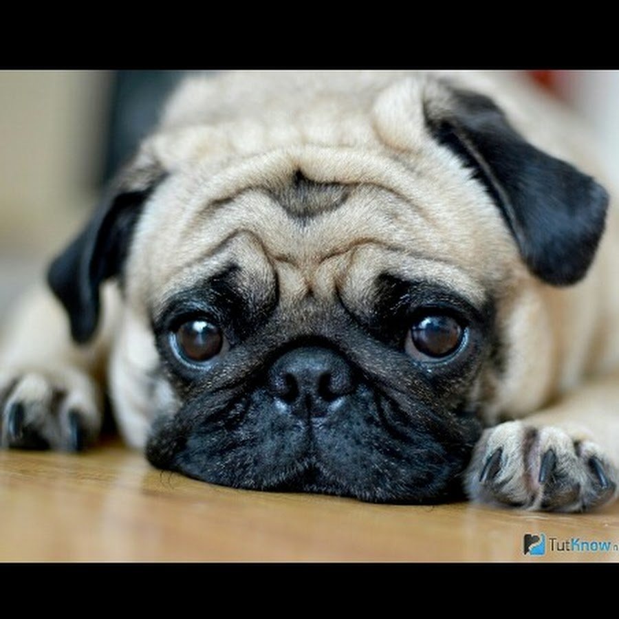 Порода собаки мопсик